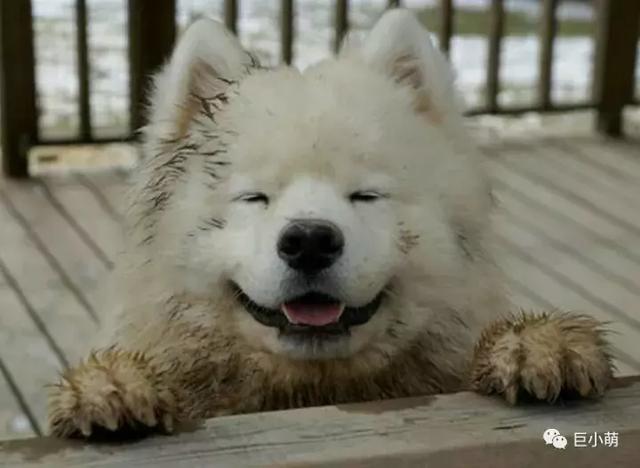 雪地三傻是哪三种，俗称的雪橇三傻是哪三种犬