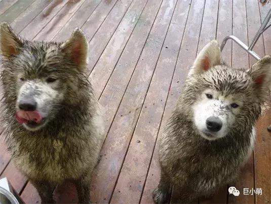 雪地三傻是哪三种，俗称的雪橇三傻是哪三种犬