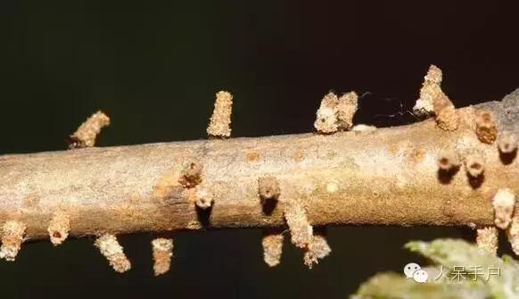 完全没毛的蛾子幼虫，常见的妖蛾子和它的宝宝们