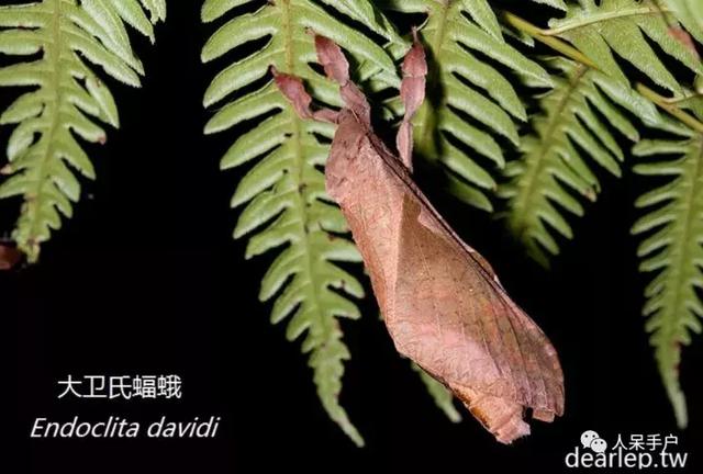 完全没毛的蛾子幼虫，常见的妖蛾子和它的宝宝们