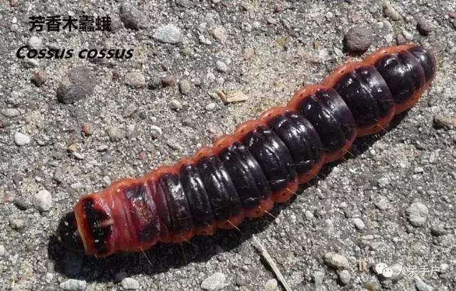 完全没毛的蛾子幼虫，常见的妖蛾子和它的宝宝们