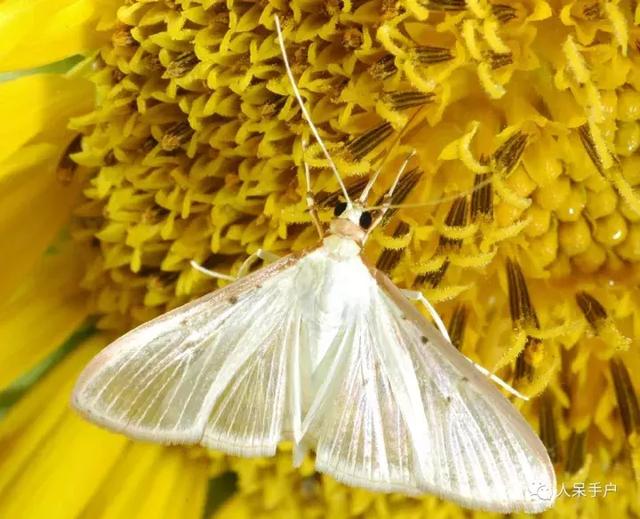 完全没毛的蛾子幼虫，常见的妖蛾子和它的宝宝们