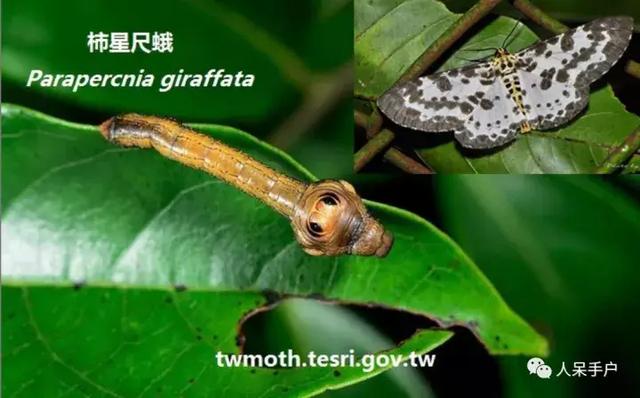 完全没毛的蛾子幼虫，常见的妖蛾子和它的宝宝们