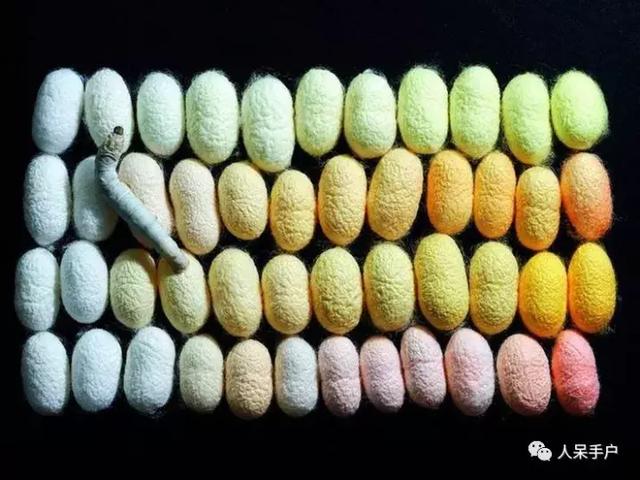 完全没毛的蛾子幼虫，常见的妖蛾子和它的宝宝们