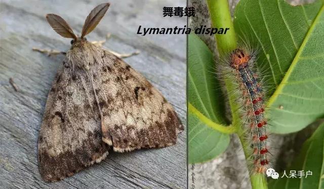 完全没毛的蛾子幼虫，常见的妖蛾子和它的宝宝们