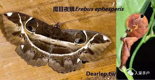 完全没毛的蛾子幼虫，常见的妖蛾子和它的宝宝们