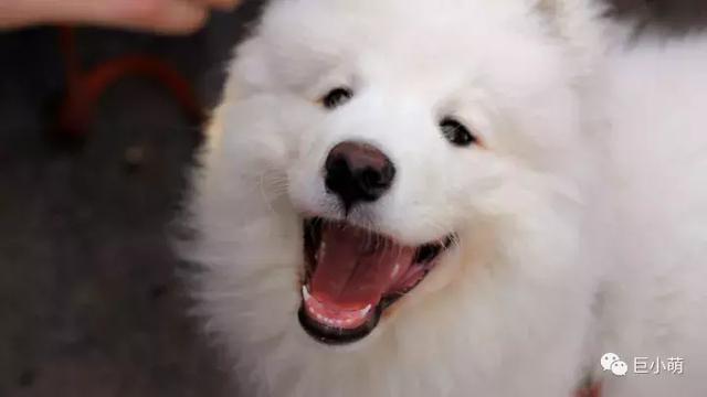 雪地三傻是哪三种，俗称的雪橇三傻是哪三种犬