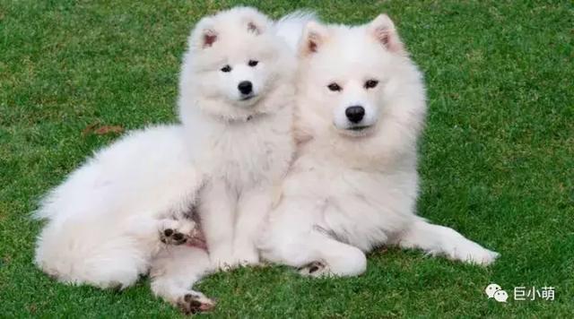 雪地三傻是哪三种，俗称的雪橇三傻是哪三种犬