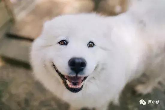 雪地三傻是哪三种，俗称的雪橇三傻是哪三种犬