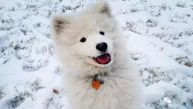 雪地三傻是哪三种，俗称的雪橇三傻是哪三种犬
