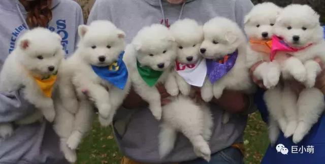 雪地三傻是哪三种，俗称的雪橇三傻是哪三种犬