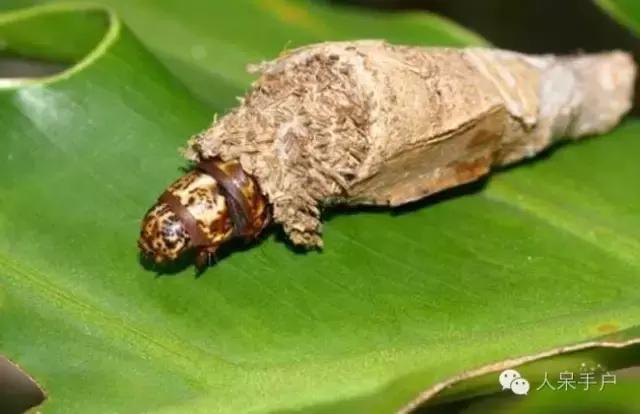 完全没毛的蛾子幼虫，常见的妖蛾子和它的宝宝们