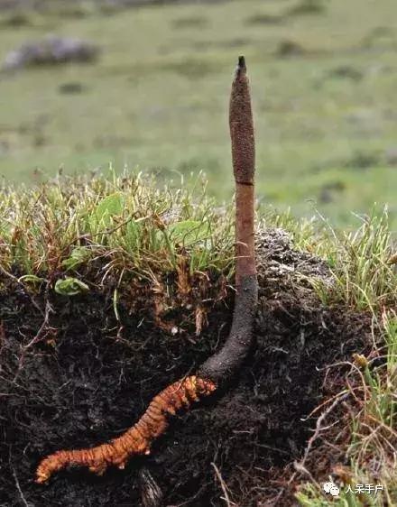 完全没毛的蛾子幼虫，常见的妖蛾子和它的宝宝们