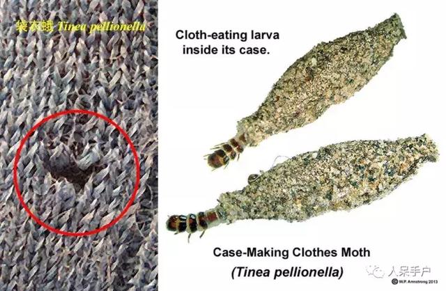 完全没毛的蛾子幼虫，常见的妖蛾子和它的宝宝们