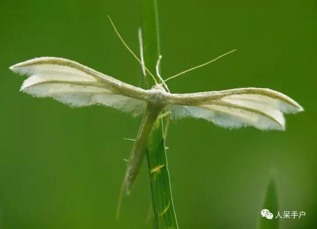 完全没毛的蛾子幼虫，常见的妖蛾子和它的宝宝们