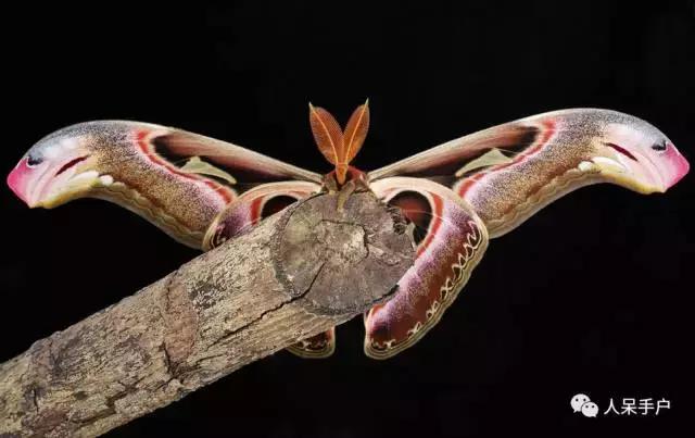 完全没毛的蛾子幼虫，常见的妖蛾子和它的宝宝们