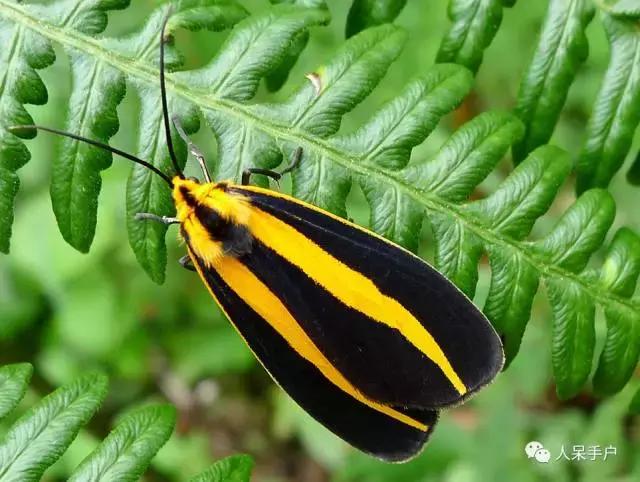 完全没毛的蛾子幼虫，常见的妖蛾子和它的宝宝们