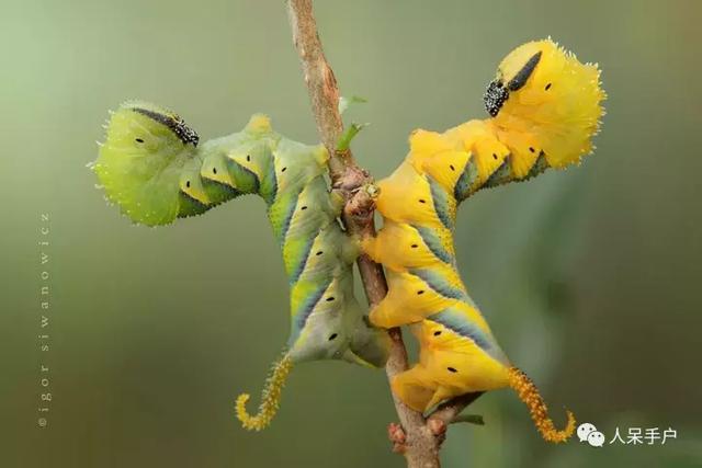 完全没毛的蛾子幼虫，常见的妖蛾子和它的宝宝们