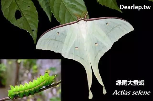 完全没毛的蛾子幼虫，常见的妖蛾子和它的宝宝们