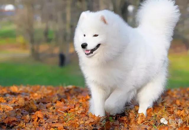 雪地三傻是哪三种，俗称的雪橇三傻是哪三种犬