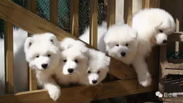雪地三傻是哪三种，俗称的雪橇三傻是哪三种犬