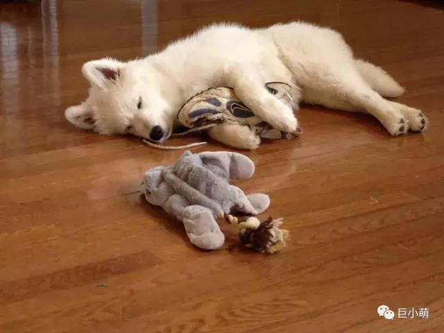 雪地三傻是哪三种，俗称的雪橇三傻是哪三种犬