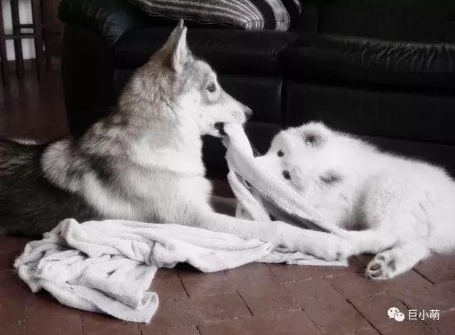 雪地三傻是哪三种，俗称的雪橇三傻是哪三种犬