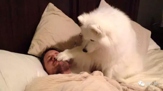 雪地三傻是哪三种，俗称的雪橇三傻是哪三种犬