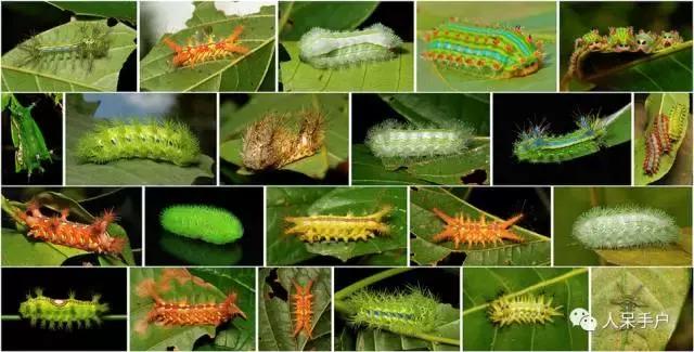 完全没毛的蛾子幼虫，常见的妖蛾子和它的宝宝们