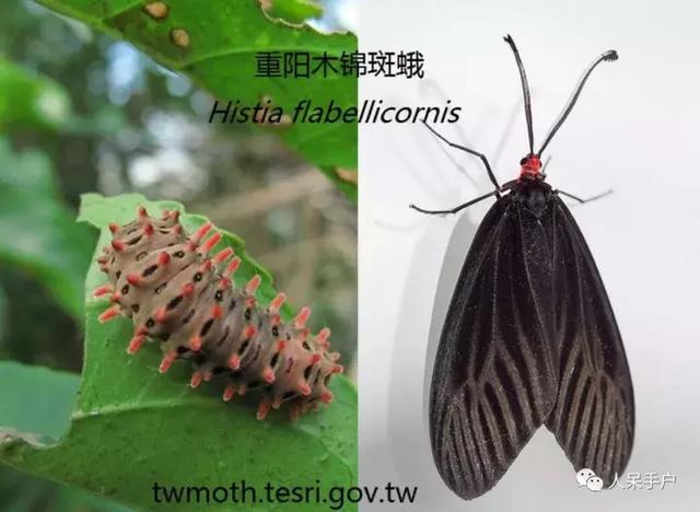 完全没毛的蛾子幼虫，常见的妖蛾子和它的宝宝们