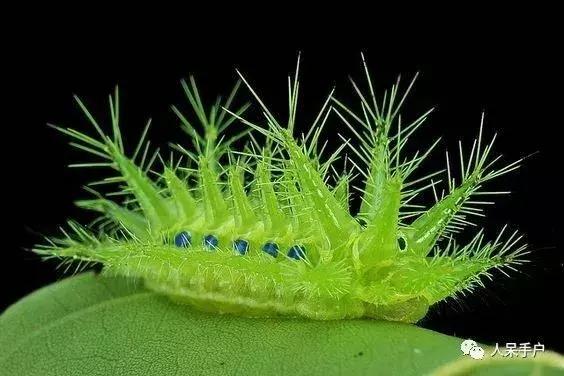 完全没毛的蛾子幼虫，常见的妖蛾子和它的宝宝们
