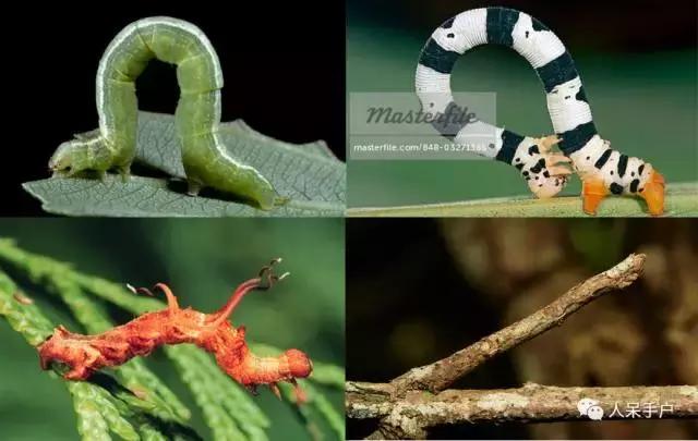 完全没毛的蛾子幼虫，常见的妖蛾子和它的宝宝们