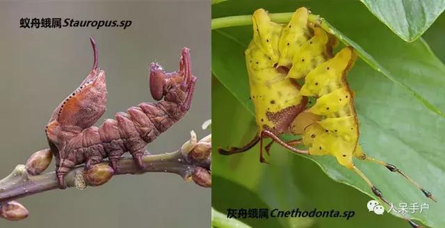 完全没毛的蛾子幼虫，常见的妖蛾子和它的宝宝们