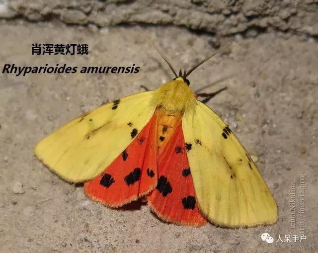 完全没毛的蛾子幼虫，常见的妖蛾子和它的宝宝们