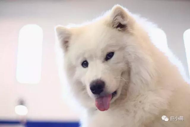 雪地三傻是哪三种，俗称的雪橇三傻是哪三种犬