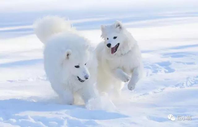 雪地三傻是哪三种，俗称的雪橇三傻是哪三种犬