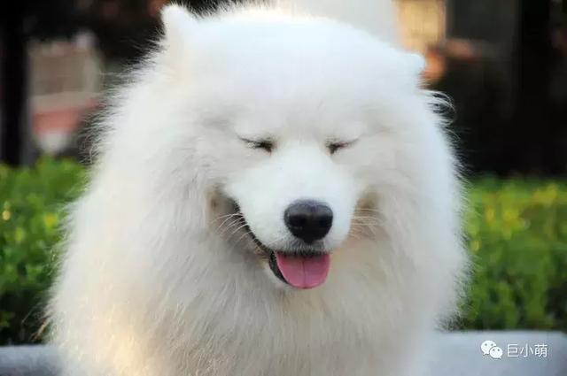 雪地三傻是哪三种，俗称的雪橇三傻是哪三种犬