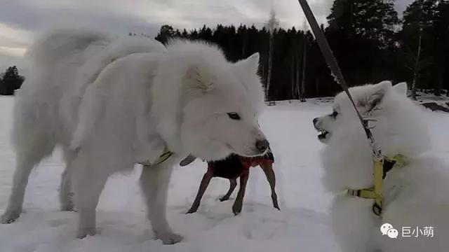 雪地三傻是哪三种，俗称的雪橇三傻是哪三种犬