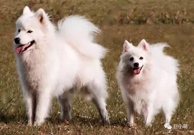 雪地三傻是哪三种，俗称的雪橇三傻是哪三种犬