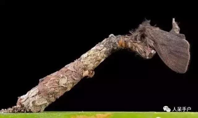 完全没毛的蛾子幼虫，常见的妖蛾子和它的宝宝们