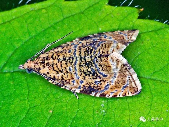 完全没毛的蛾子幼虫，常见的妖蛾子和它的宝宝们