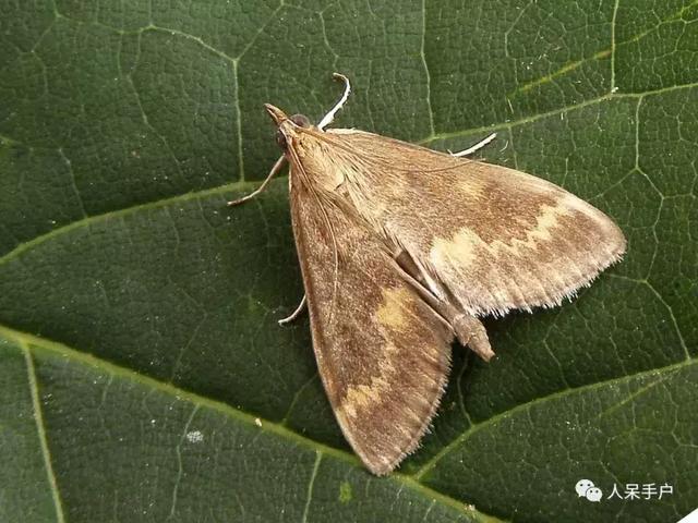 完全没毛的蛾子幼虫，常见的妖蛾子和它的宝宝们