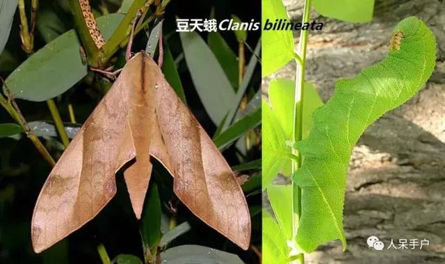 完全没毛的蛾子幼虫，常见的妖蛾子和它的宝宝们