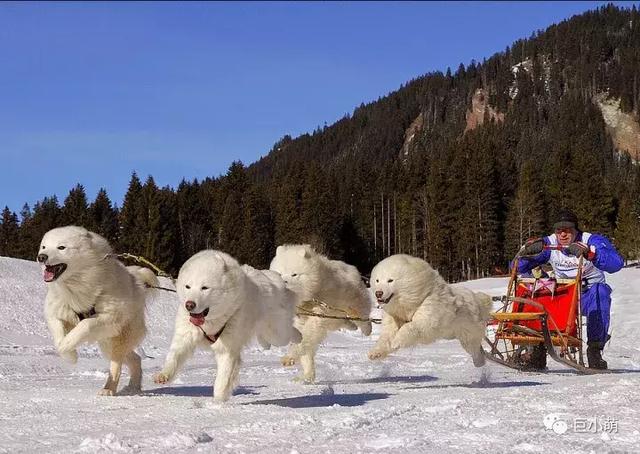 雪地三傻是哪三种，俗称的雪橇三傻是哪三种犬