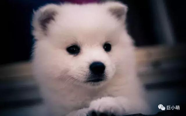 雪地三傻是哪三种，俗称的雪橇三傻是哪三种犬