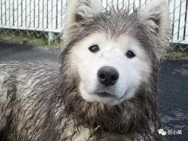 雪地三傻是哪三种，俗称的雪橇三傻是哪三种犬