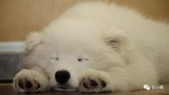 雪地三傻是哪三种，俗称的雪橇三傻是哪三种犬
