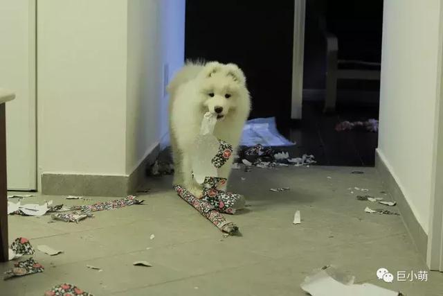 雪地三傻是哪三种，俗称的雪橇三傻是哪三种犬