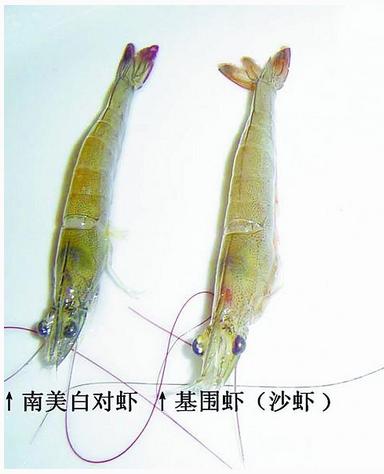白对虾与基围虾的区别，基围虾、明虾、白对虾