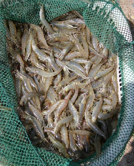 白对虾与基围虾的区别，基围虾、明虾、白对虾